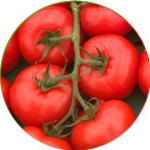 Barther Strauchtomaten